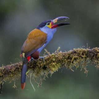 photo wildlife tours ecuador