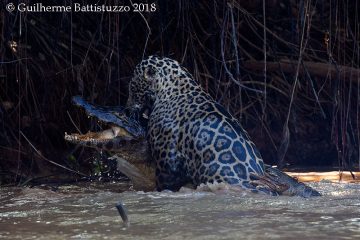 Jaguar taking down Jacare Caiman - Pantanal, Brazil